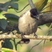 Sooty-headed Bulbul Sooty-headed Bulbul
